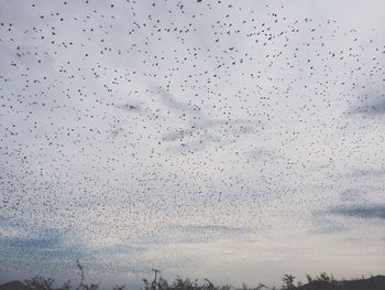 Flock of birds flying in sky