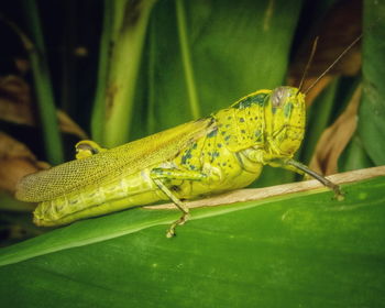 Close-up of insect on leaf