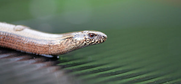 Close-up side view of a snake