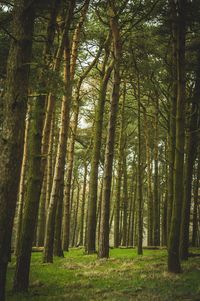 Trees in forest