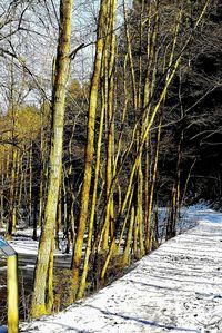 Bare trees in forest during winter