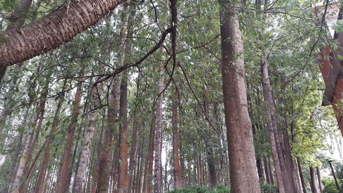 Low angle view of trees in forest