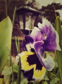 Close-up of purple flowers