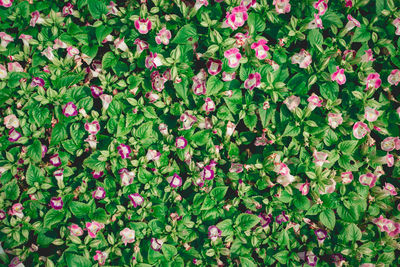 Full frame shot of ivy growing on tree