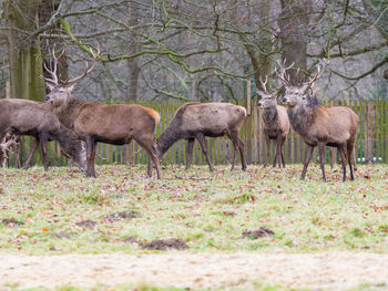 Sheep in forest