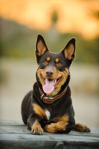 Close-up of australian kelpie looking away while relaxing on wood