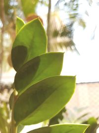 Close-up of plant