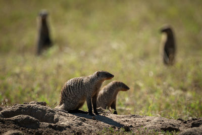 Mongooses on field