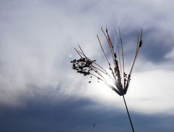 Low angle view of silhouette plant against sky