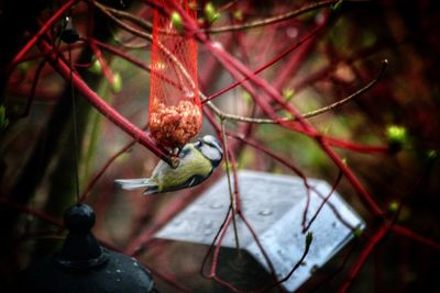 Close-up of bird perching on branch