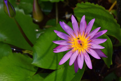 Close-up of purple flowers