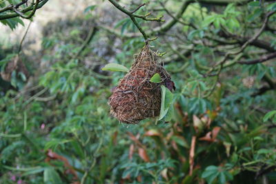 Close-up of a plant