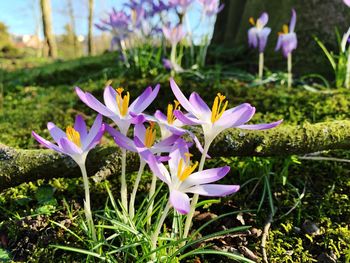 Close-up of purple crocus flowers on field