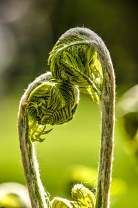 Close-up of tendrils