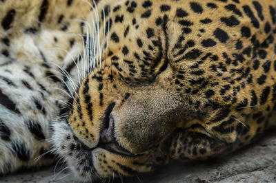 Close-up of a sleeping cat