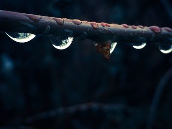 Close-up of water drops on leaf