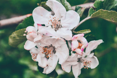 Close-up of pink cherry blossoms