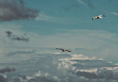 Low angle view of seagull flying in sky