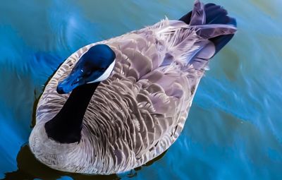 High angle view of duck swimming in pool