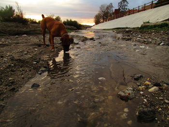 Dog standing on riverbank against sky