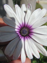 Close-up of purple flower