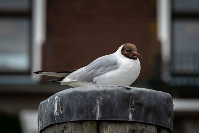 Close-up of bird perching on wood