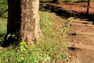 High angle view of trees growing in forest