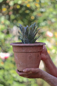 Close-up of hand holding potted plant