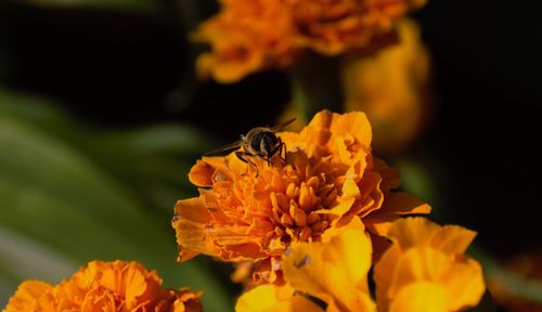 Close-up of insect on yellow flower