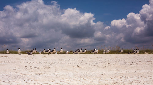 Flock of sheep on landscape against sky