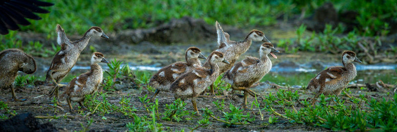 Panorama of egyptian goslings running along riverbank