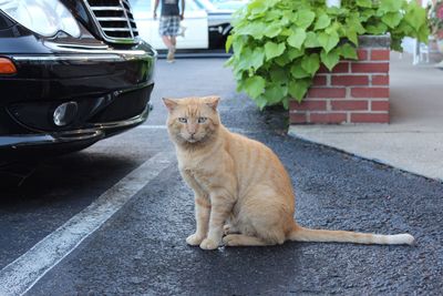 Cat sitting on road in city