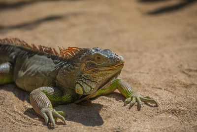 Close-up of iguana on ground