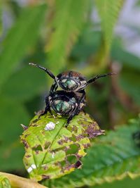 Close-up of insect on plant