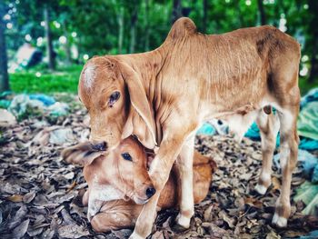 View of cow on field