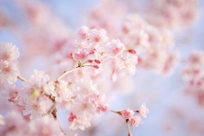 Close-up of pink cherry blossom tree