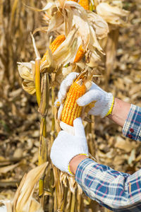 Midsection of person holding corn on field