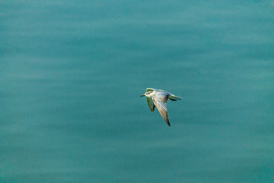 Seagull flying in the sky