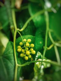 Close-up of fruit growing on plant