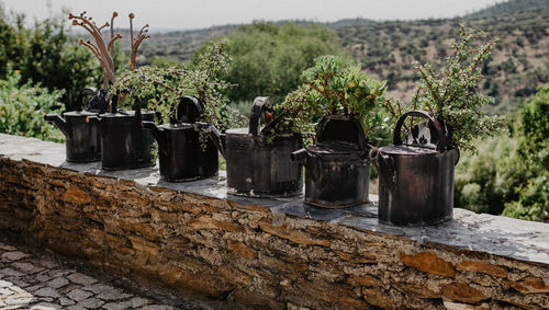 Close-up of potted plants on field