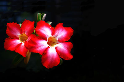 Close-up of pink flowers