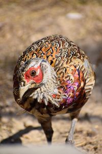 Ringneck pheasant