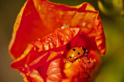 Close-up of insect on red flower