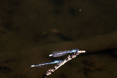 Crane against sky at night