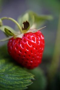 Close-up of strawberry