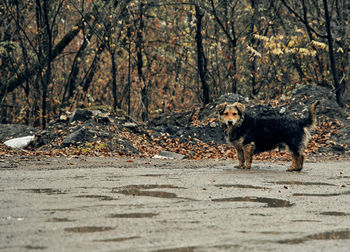 Dog running in a forest