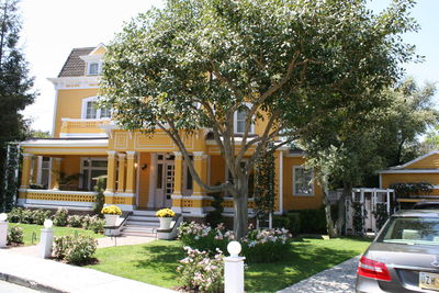 Trees and houses in city