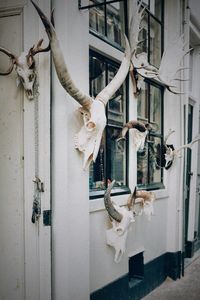 View of cat mounted on wall of building