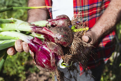A farmer holding freshly harvested red onions in the field