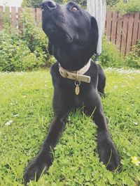 Black dog in a field